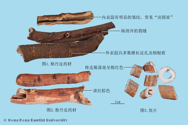 丹皮