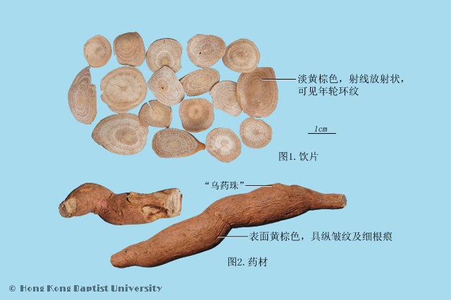 乌药