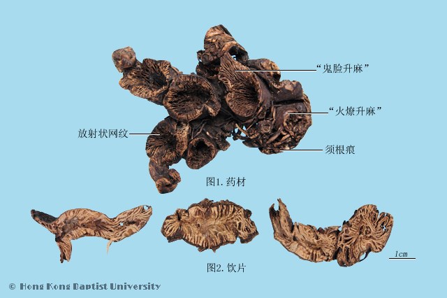 升麻