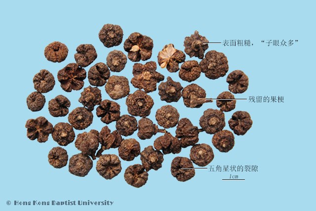 吴茱萸