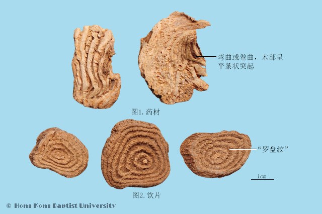 商陆