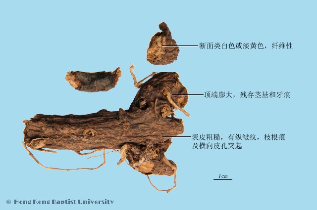 大戟