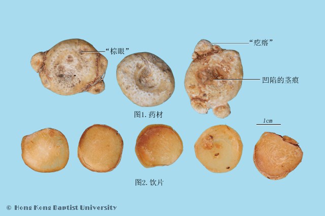 天南星