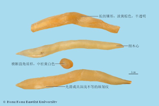 天门冬