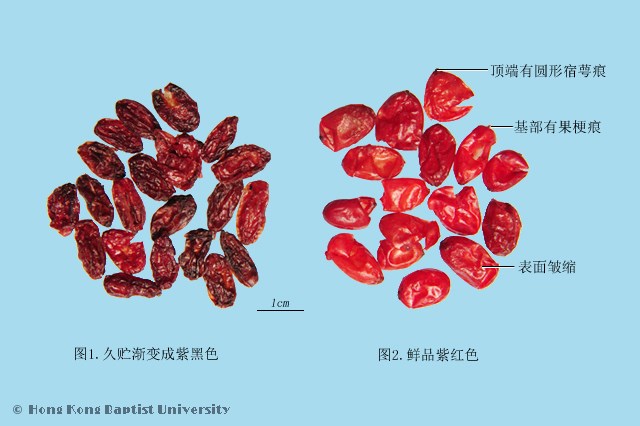 山茱萸
