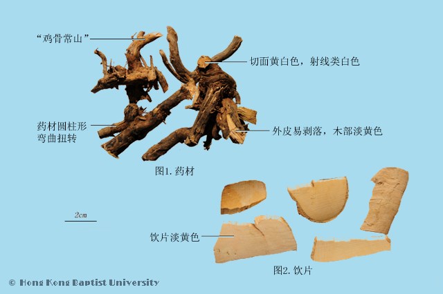 常山苗