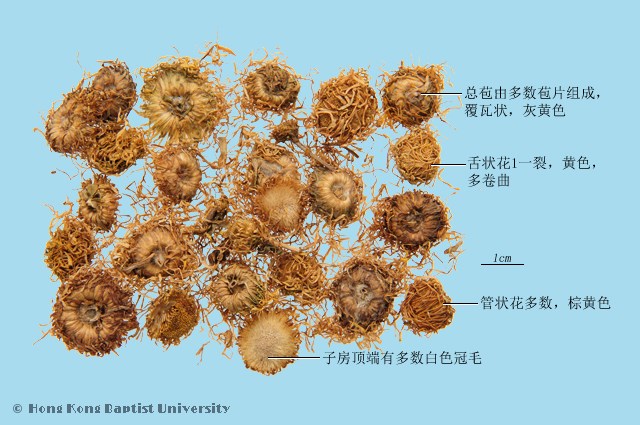 旋复花
