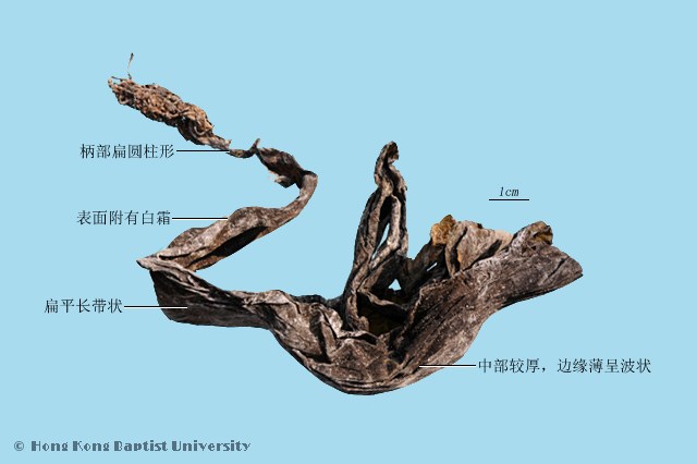 昆布