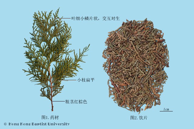 柏叶