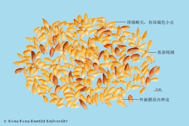 柏子仁