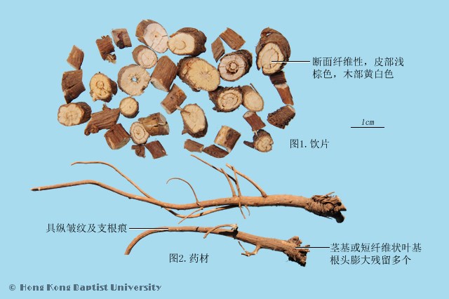 柴胡