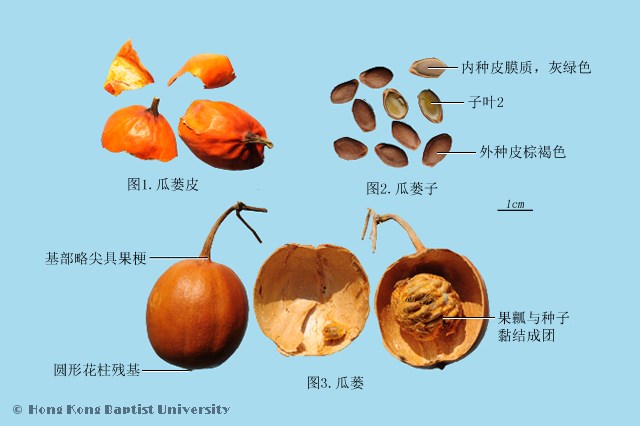 栝蒌实
