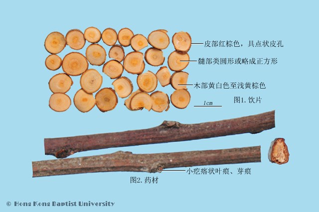 桂枝