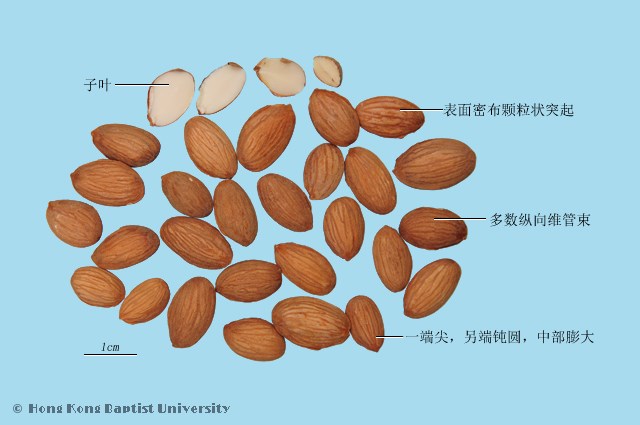桃仁