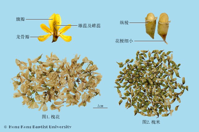 槐花