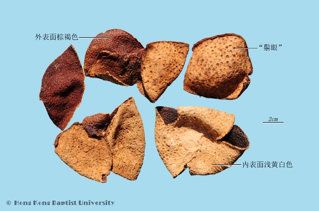 橘皮