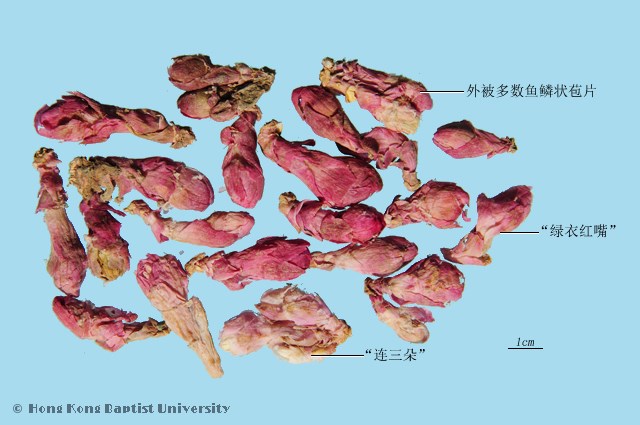 款冬花