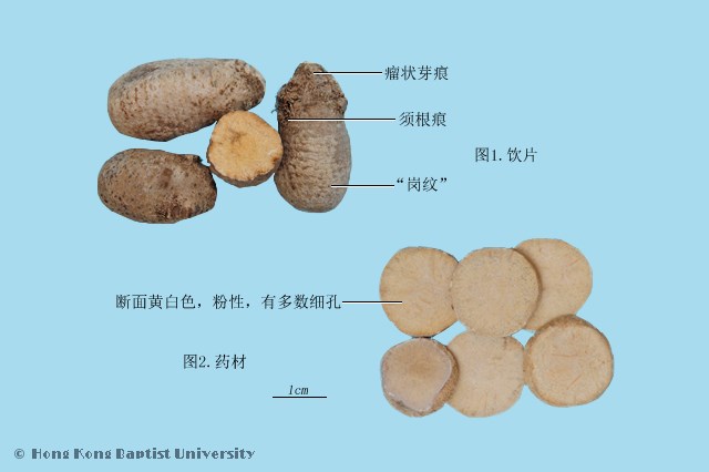 泽泻