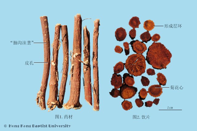 炙甘草