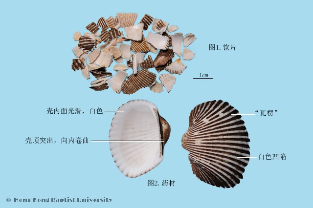 瓦楞子