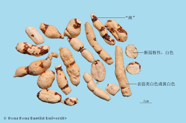 甘遂