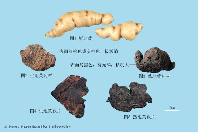 生地黄