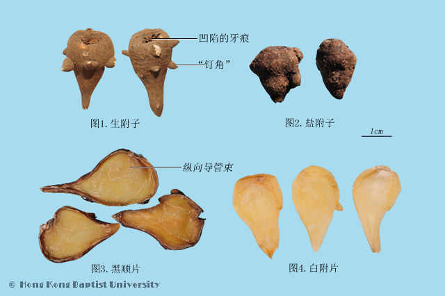 生附子