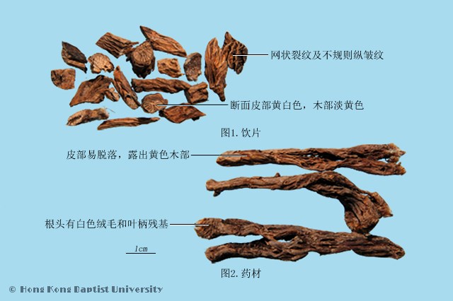 白头翁