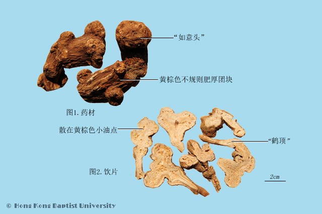 白术