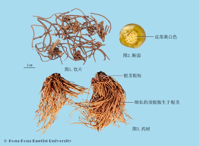 白薇