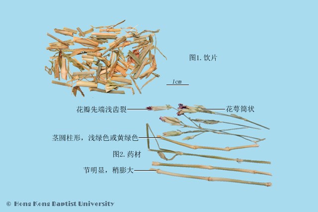 瞿麦