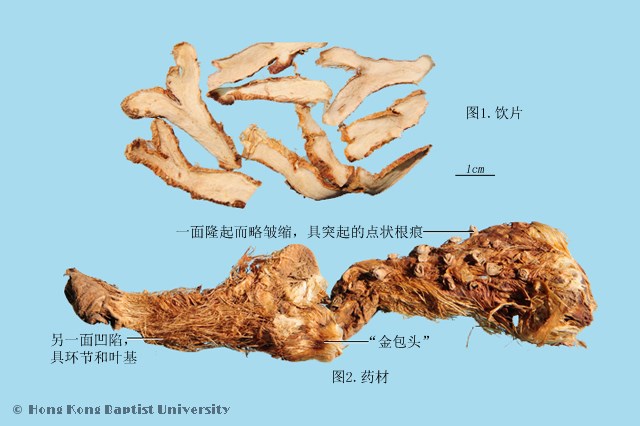 知母