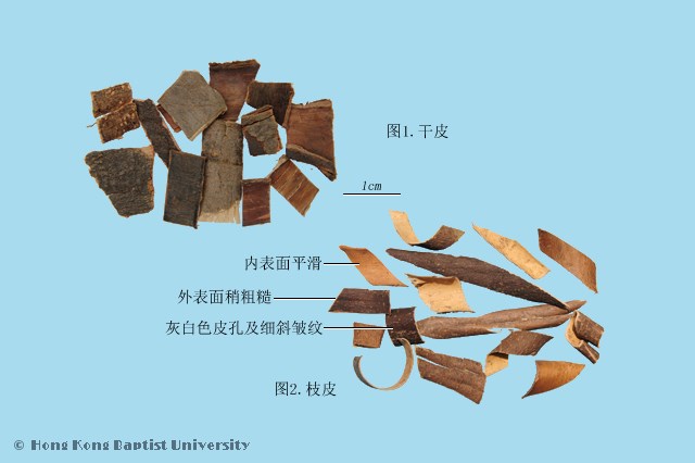 秦皮