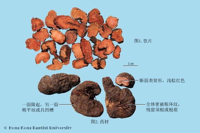 紫参