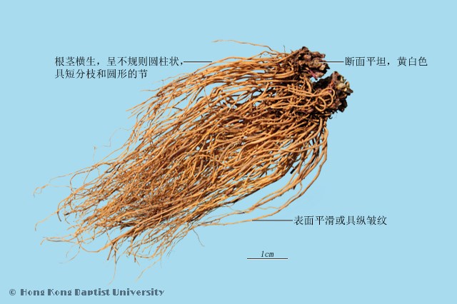 细辛