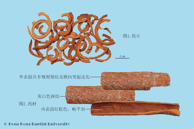 肉桂
