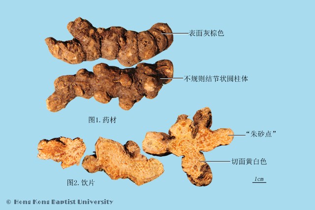 苍术