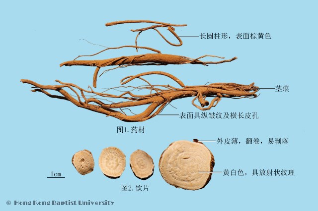 苦参