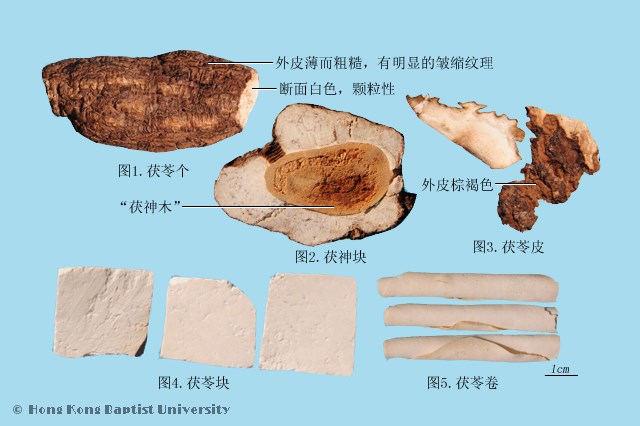 茯苓