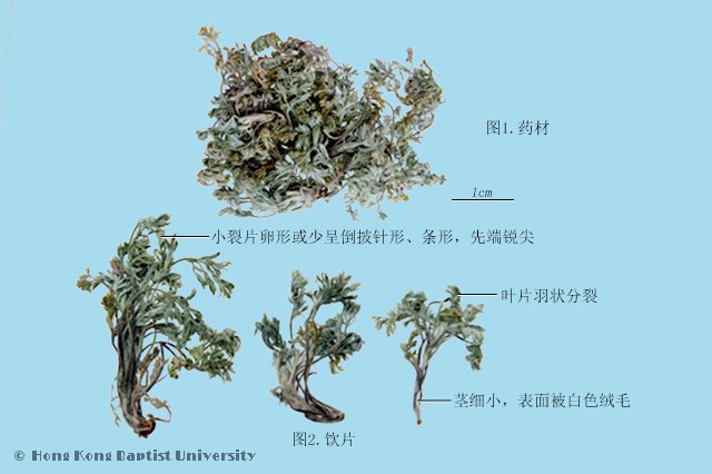 茵陈蒿