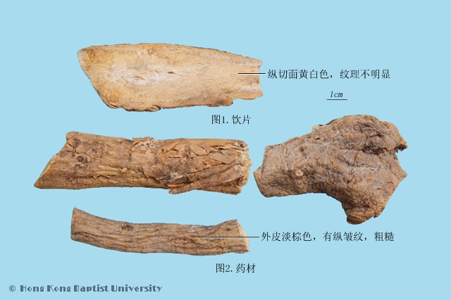 葛根