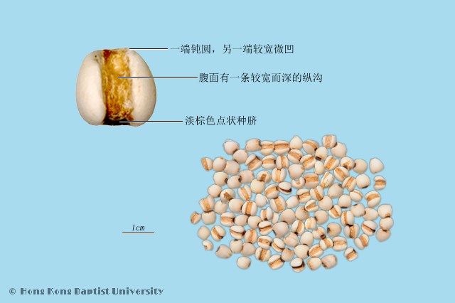 薏苡仁