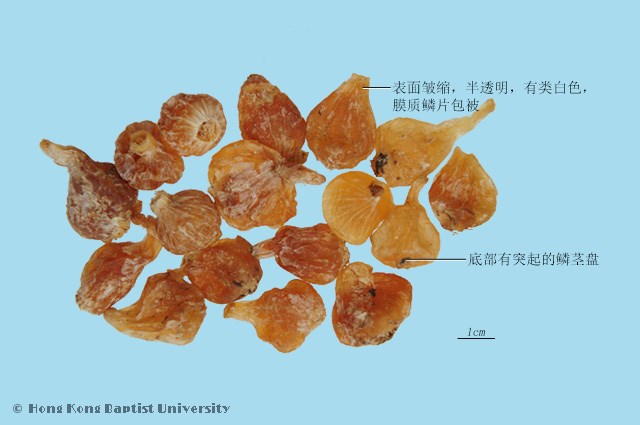 薤白