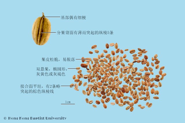 蛇床子仁