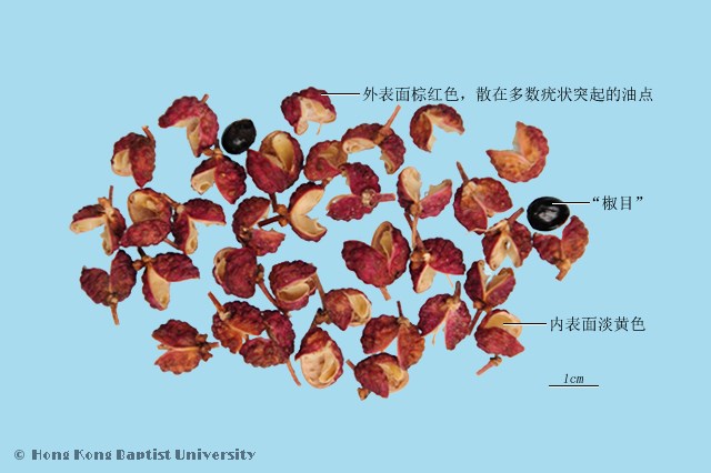 蜀椒