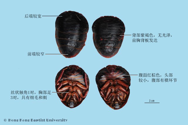 蟅虫