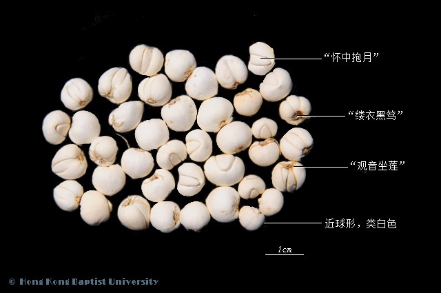 贝母