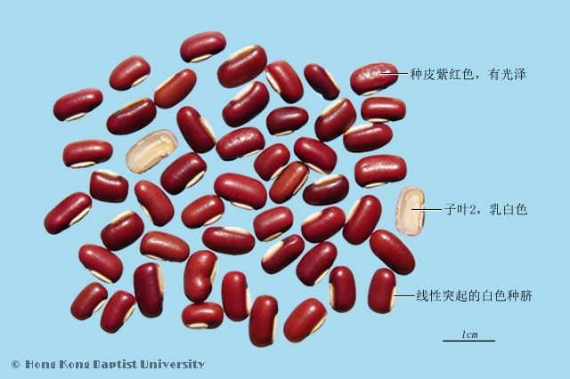 赤小豆