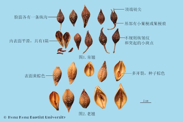 连翘