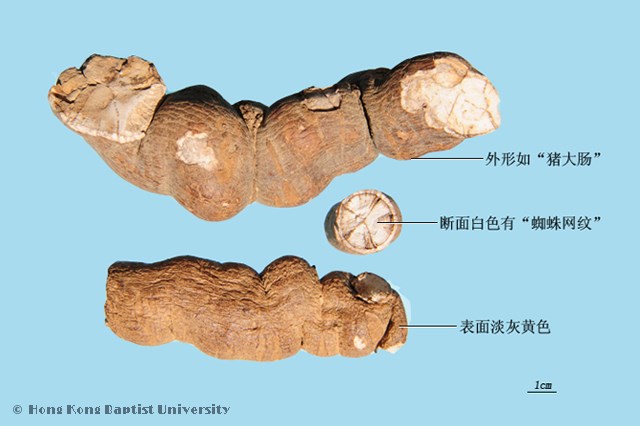 防己